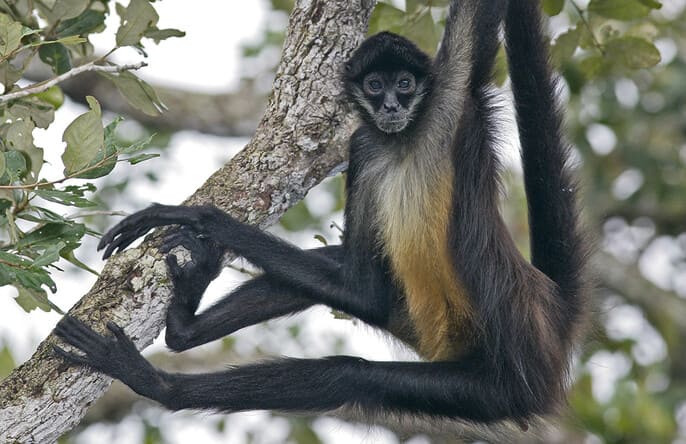 mono araña de la peninsula de yucatan