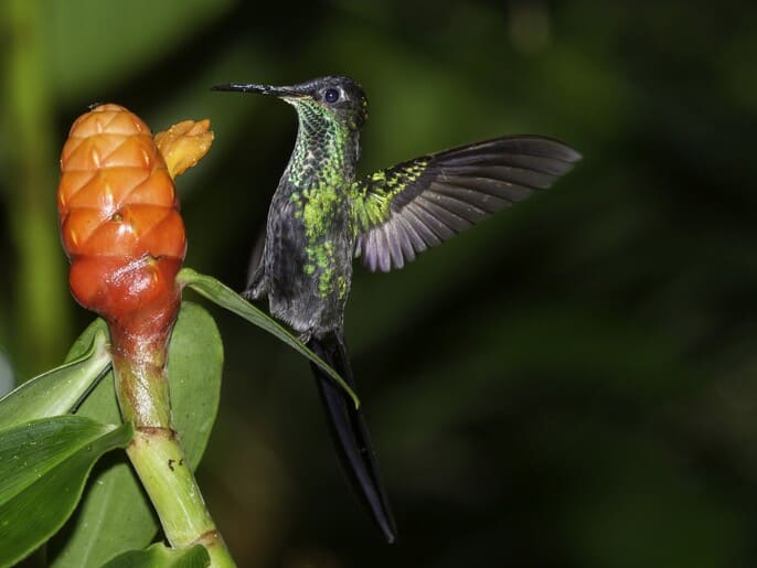 colibri tijereta de yucatan