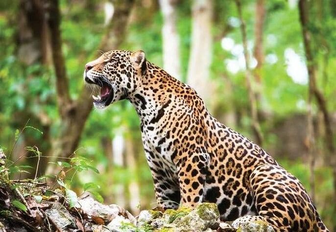 Jaguar yucateco