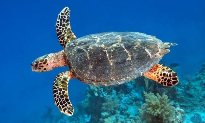 tortuga de carey nadando en yucatan